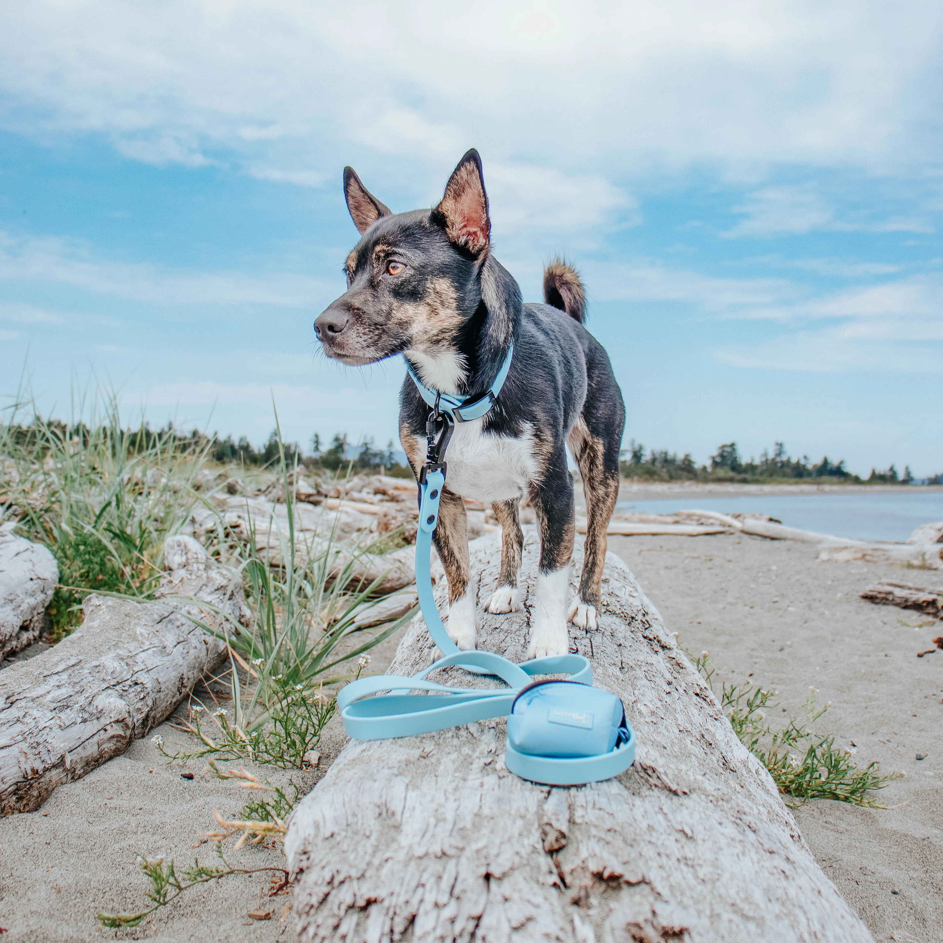 Dog Waterproof Collar - Blue
