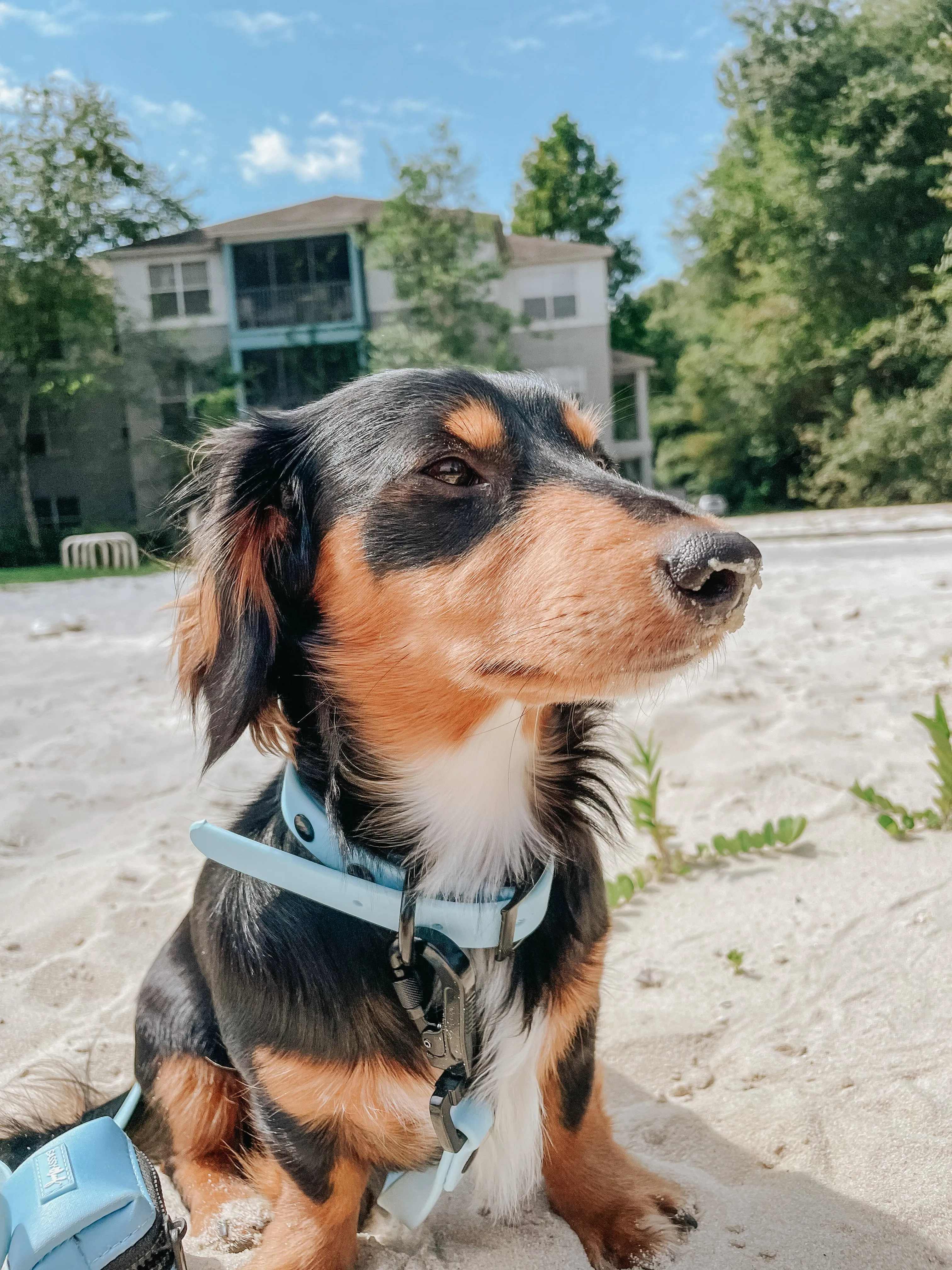Dog Waterproof Collar - Blue