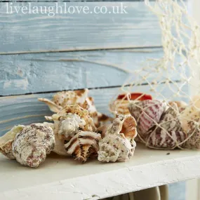 Natural Shells In Net Bag